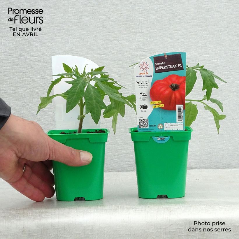 Example of Fleischtomate Supersteak F1 Topf 10 cm/11cm as you get in printemps