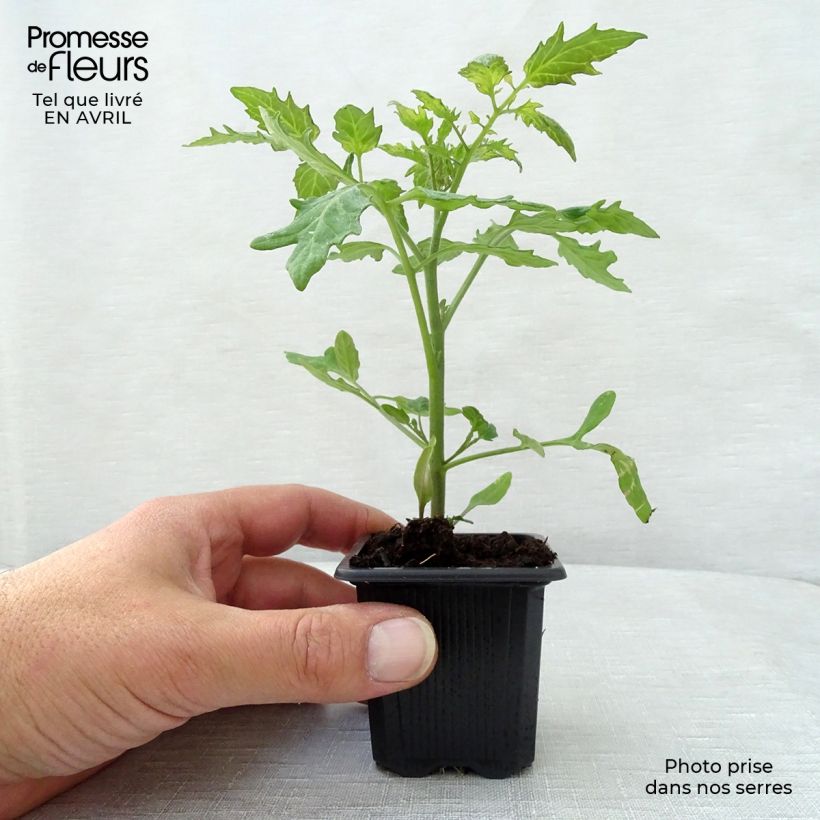 Example of Kirschtomate Supersweet 100 (Pflanzen) Kleine Töpfe von 7/8 cm as you get in printemps