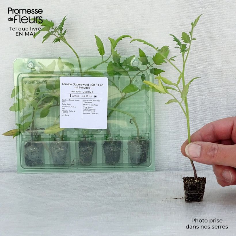 Example of Kirschtomate Supersweet 100 (Pflanzen) Mini-Plug Ø 3/4 cm as you get in printemps