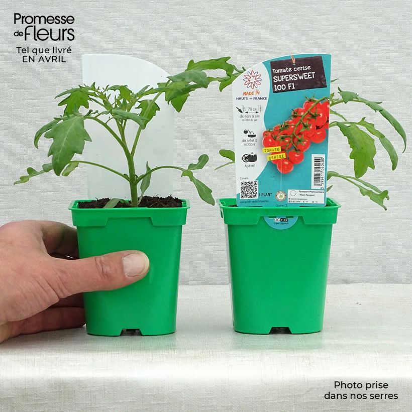 Example of Kirschtomate Supersweet 100 (Pflanzen) Topf 10 cm/11cm as you get in printemps