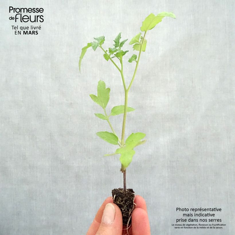 Example of Tomate Supersweet 100 Bio (Veredelte Tomate) Mini-Plug Ø 1,5/2,5 cm as you get in printemps