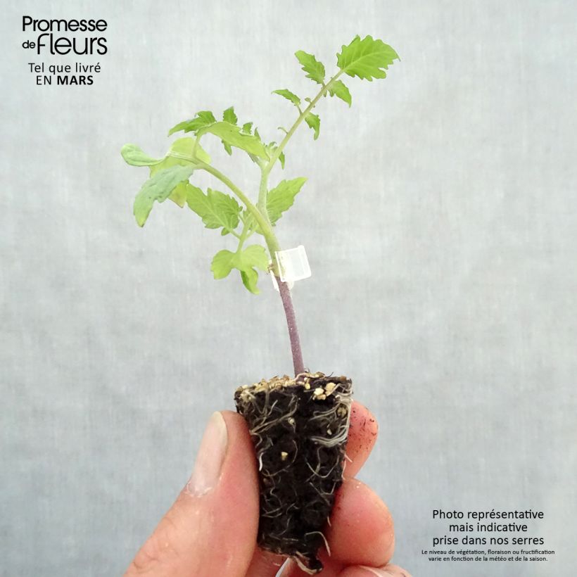 Example of Kirschtomate Trilly (Veredelte Tomate) Mini-Plug Ø 3/4 cm as you get in printemps