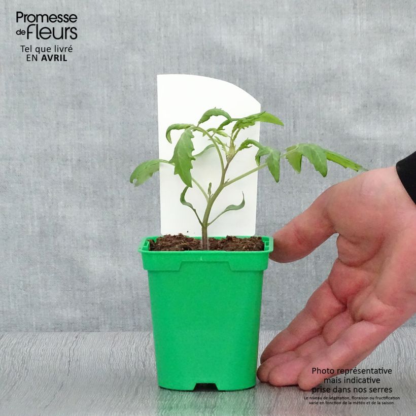 Example of Kirschtomate Trilly (Veredelte Tomate) Kleine Töpfe von 8/9 cm as you get in printemps