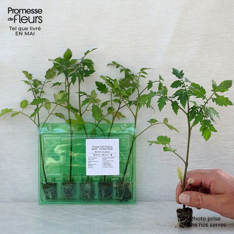 Exemplar von Kirschtomate Tutti Frutti Mini-Plug Ø 3/4 cm wie im Frühjahr geliefert