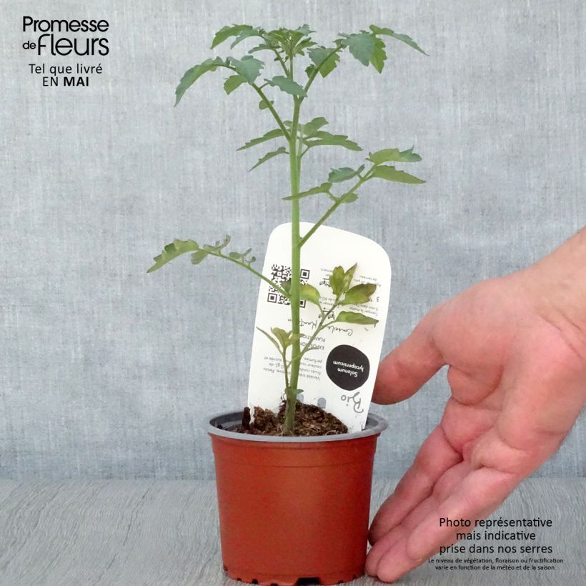 Example of Kirschtomate Gusta Mini Red F1 Bio Topf 10 cm/11cm as you get in printemps