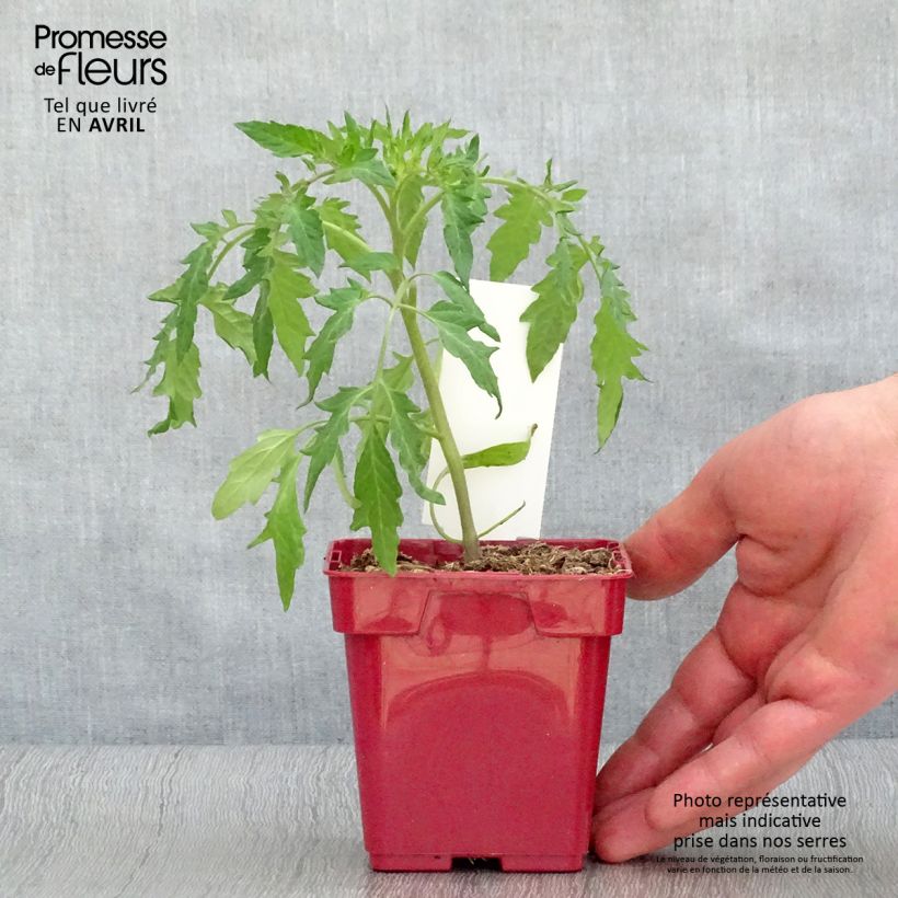 Example of Fleischtomate Cuor di Bue Rose Topf 10 cm/11cm as you get in printemps