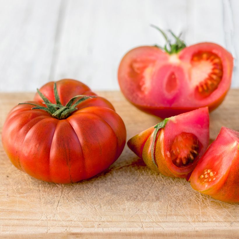 Bushtomate Faworyt (BIO Samen) (Ernte)