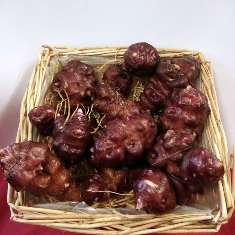 Topinambur Nain - Hélianthus tuberosus (Harvest)