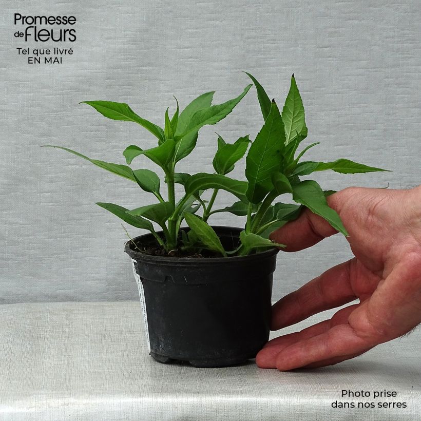 Example of Topinambur Nain - Hélianthus tuberosus Kleine Töpfe von 7/8 cm as you get in printemps