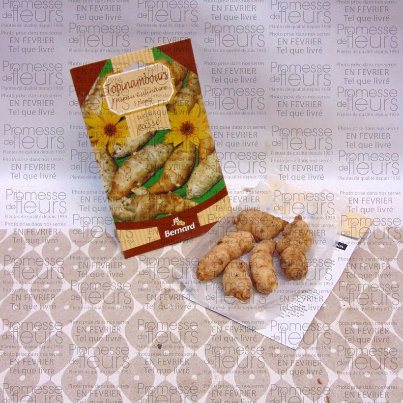 Beispiel eines Exemplars von Topinambur Fuseau Culinaire - Helianthus tuberosus Stück wie geliefert