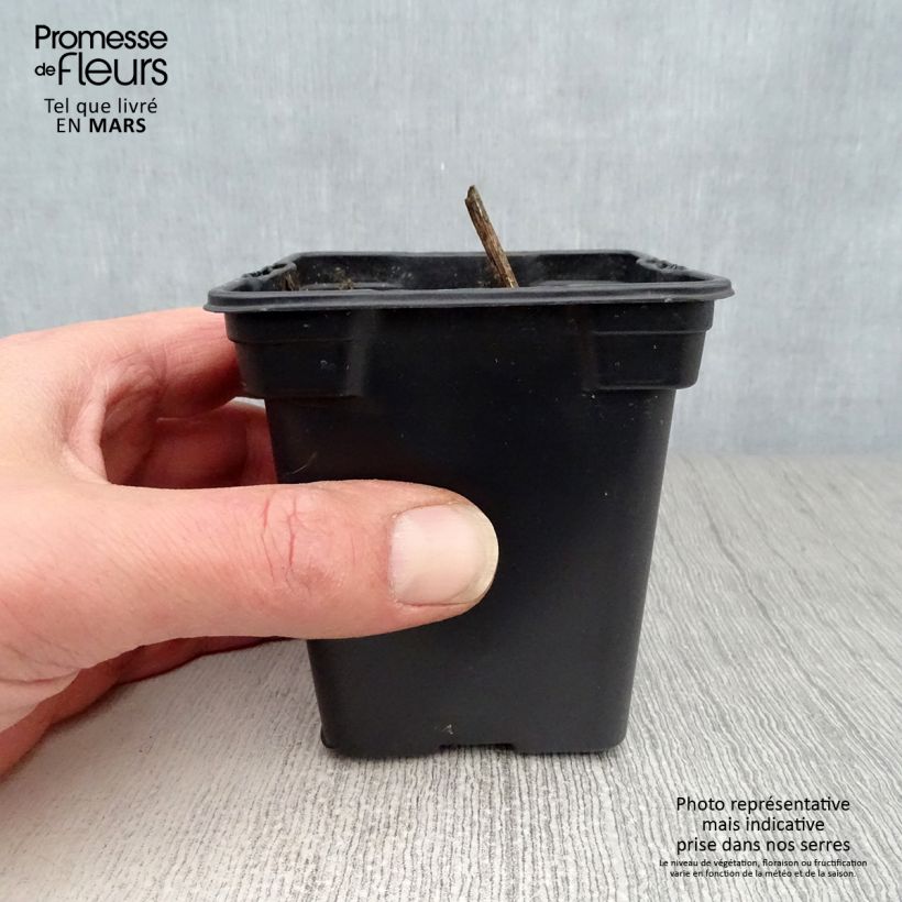 Example of Topinambur Roses - Helianthus tuberosus Kleine Töpfe von 7/8 cm as you get in printemps