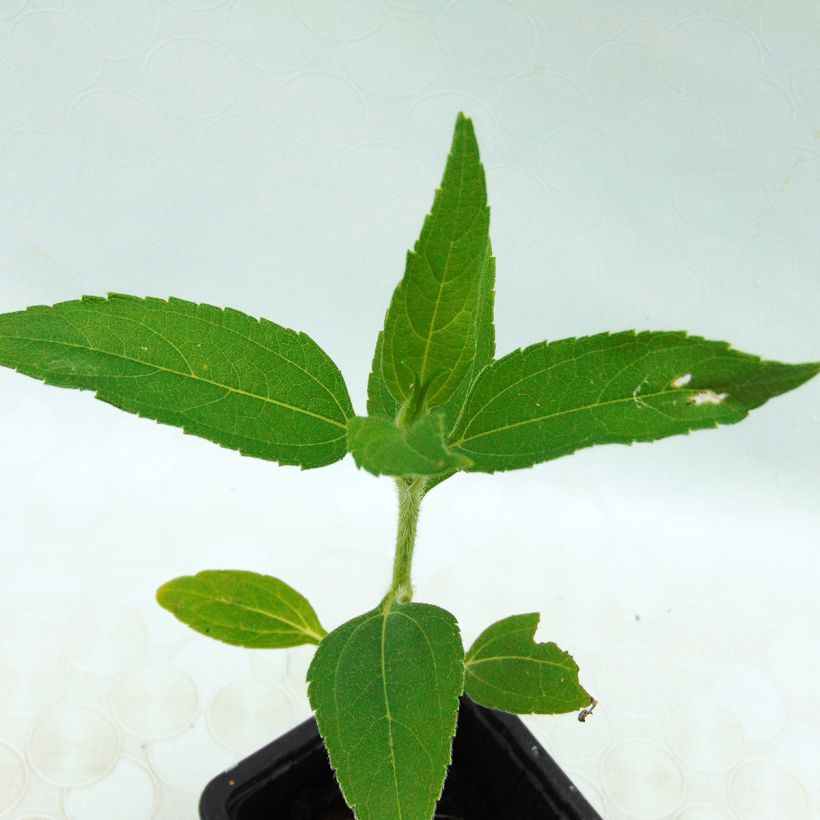 Topinambur Roses - Helianthus tuberosus (Foliage)