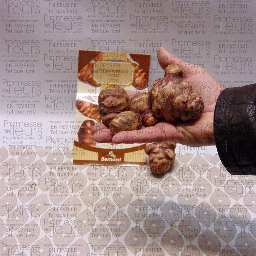 Beispiel eines Exemplars von Topinambur Violets - Helianthus tuberosus Stück wie geliefert