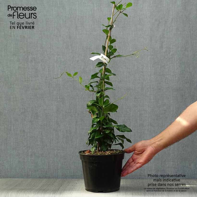 Exemplar von Trachelospermum asiaticum Chili & Vanilla - Faux-jasmin  Pot de 3L/4L wie im Herbst geliefert