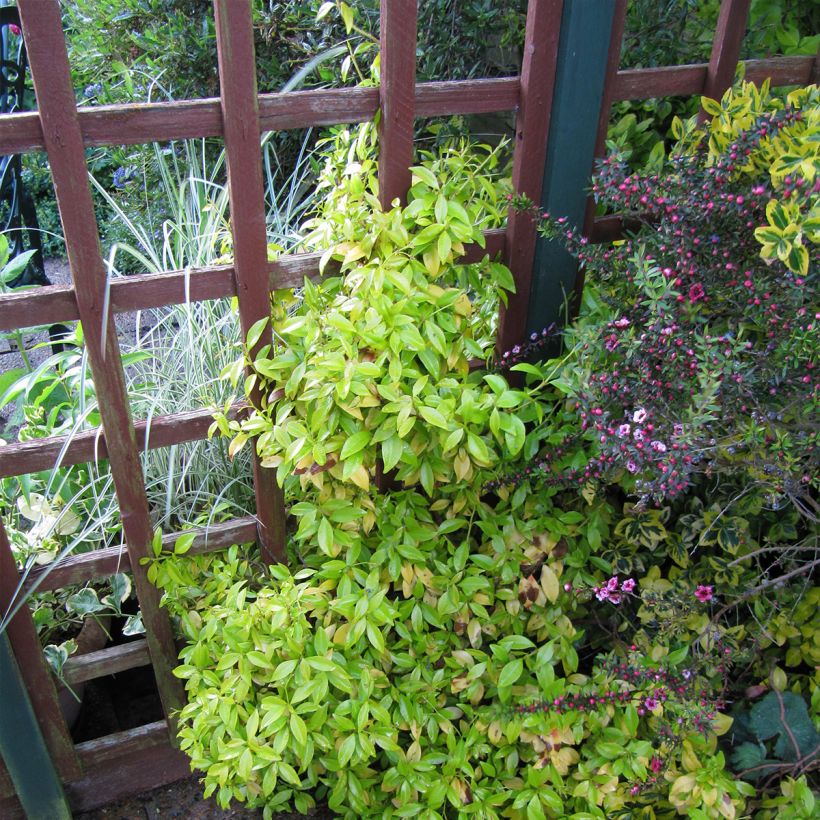 Sternjasmin Golden Memories - Trachelospermum (Wuchs)