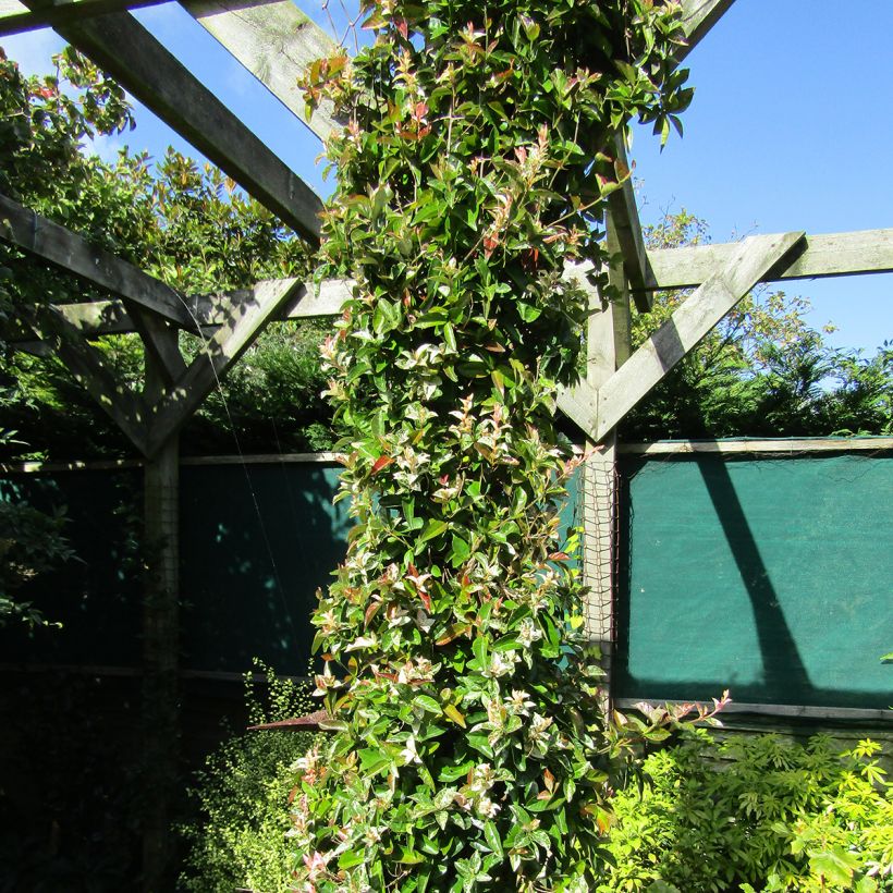 Gelber Sternjasmin Goshiki Chirimen - Trachelospermum (Wuchs)