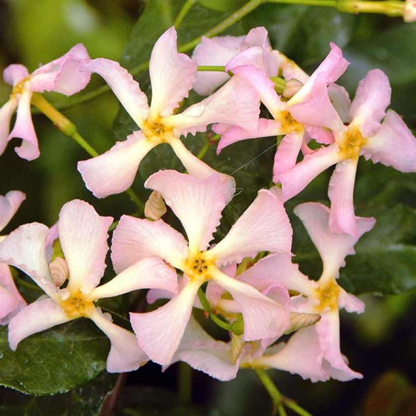 Gelber Sternjasmin Pink Showers - Trachelospermum (Flowering)