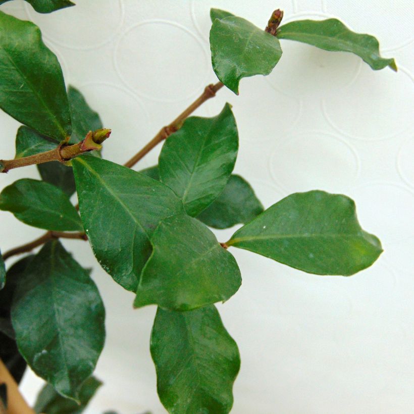 Gelber Sternjasmin Pink Showers - Trachelospermum (Foliage)