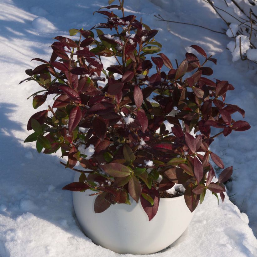 Sternjasmin Winter Ruby 'Trared - Trachelospermum (Wuchs)