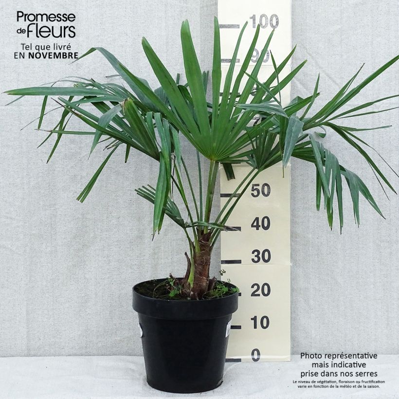 Exemplar von Trachycarpus fortunei - Fächerpalme Topf mit 7,5L/10L wie im Herbst geliefert