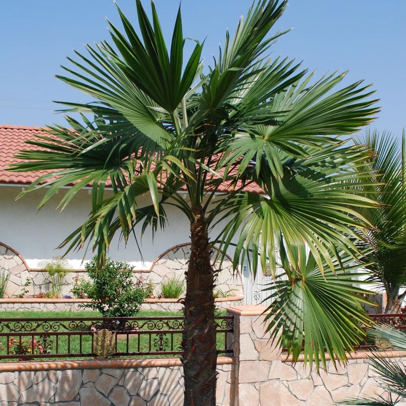 Trachycarpus latisectus - Windamere Palme (Wuchs)