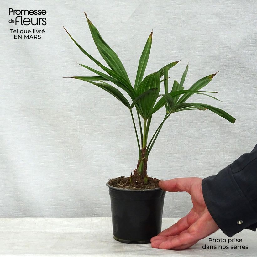 Exemplar von Trachycarpus latisectus - Windamere Palme Topf 12 cm / 13 cm wie im Frühjahr geliefert