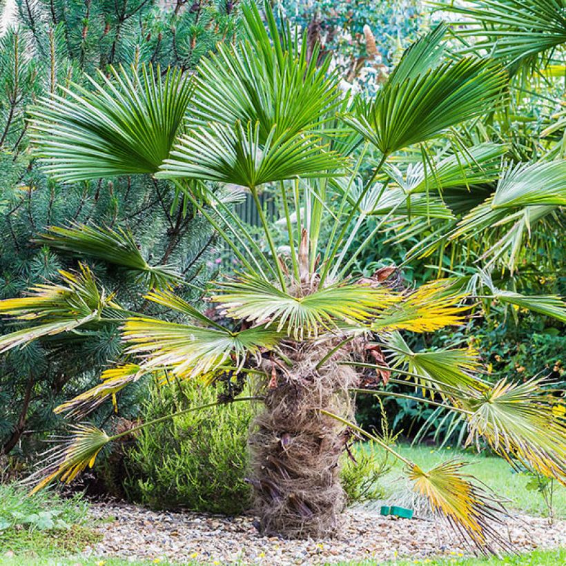Trachycarpus wagnerianus - Wagner Hanfpalme (Wuchs)