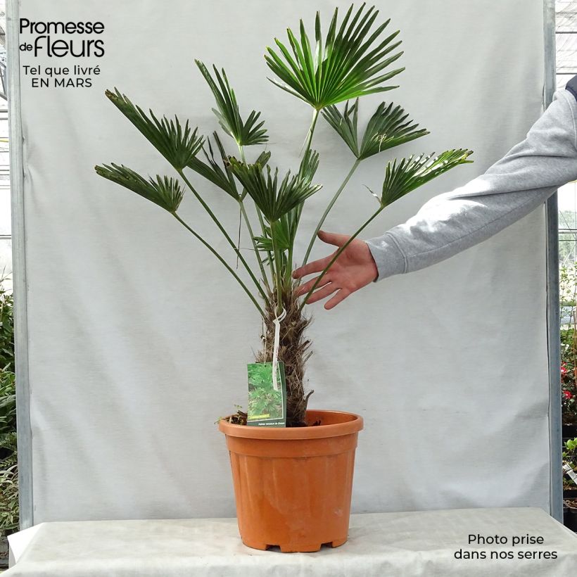 Exemplar von Trachycarpus wagnerianus - Wagner Hanfpalme Topf mit 12L/15L, Hochstamm wie im Frühjahr geliefert
