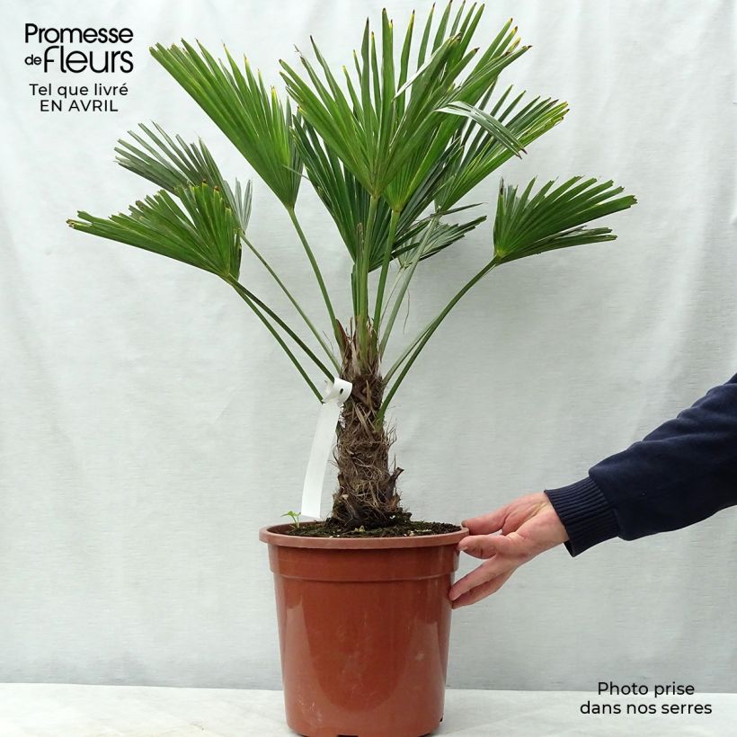 Exemplar von Trachycarpus wagnerianus - Wagner Hanfpalme Topf mit 6L/7L wie im Frühjahr geliefert