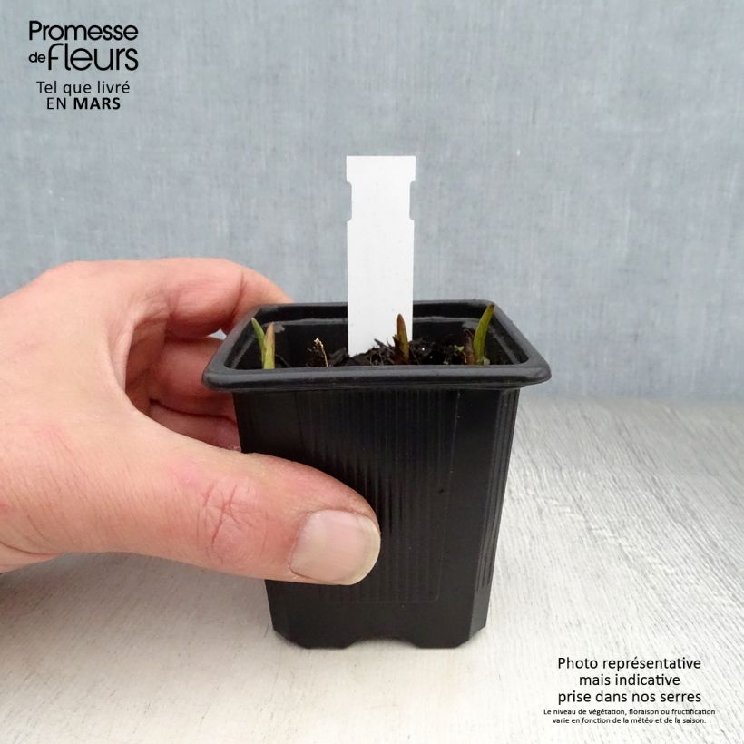 Exemplar von Tradescantia andersoniana Domaine de Courson - Dreimasterblume Kleine Töpfe von 8/9 cm wie im Frühjahr geliefert