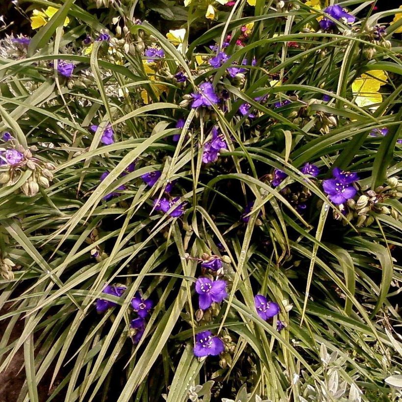 Tradescantia andersoniana Isis - Dreimasterblume (Wuchs)