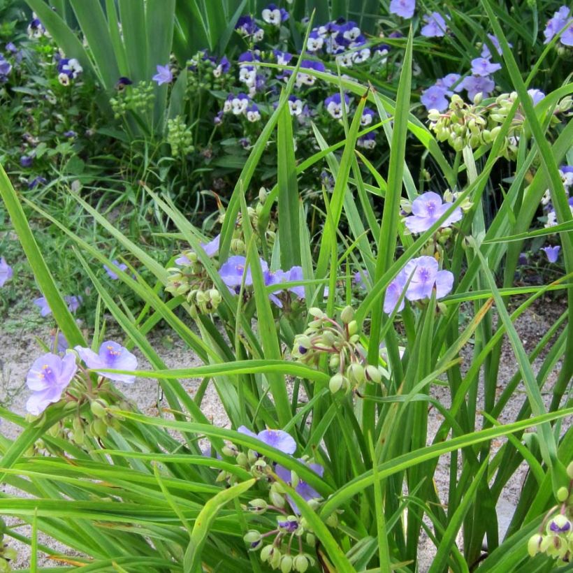Tradescantia andersoniana Little Doll - Dreimasterblume (Wuchs)