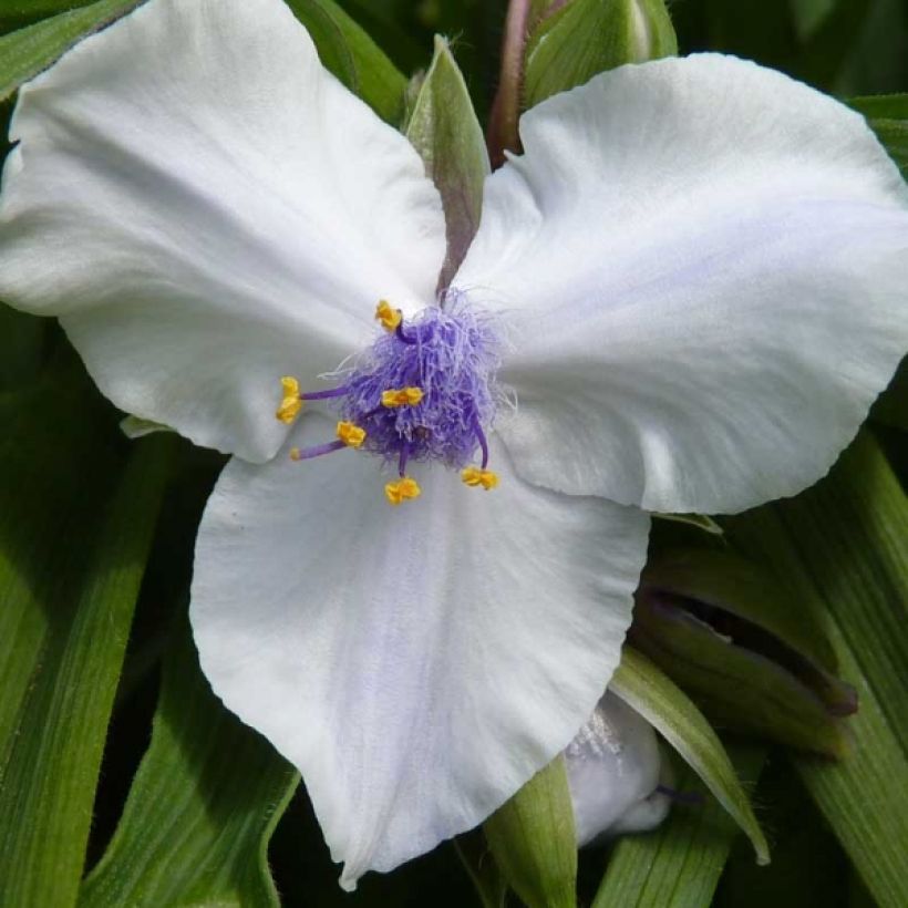 Tradescantia andersoniana Osprey - Dreimasterblume (Flowering)