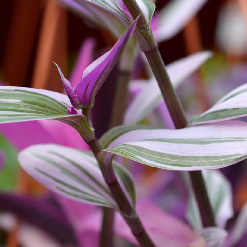 Dreimasterblumen - Tradescantia cerinthoides Sweetness (Foliage)