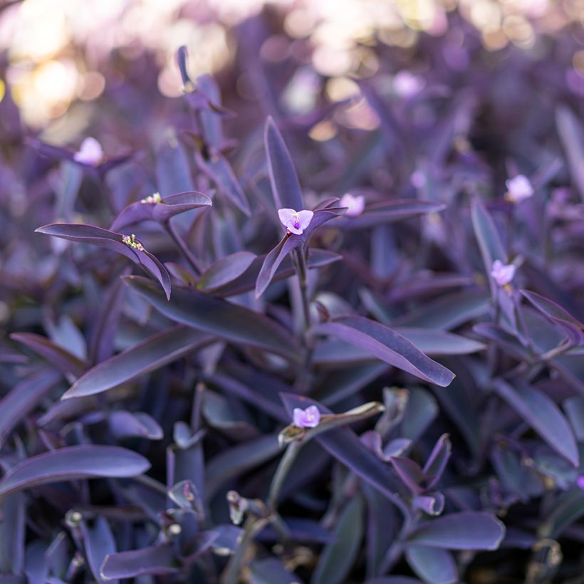Mexikanische Dreimasterblume - Tradescantia pallida Purple Heart (Laub)