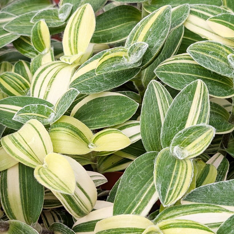Dreimasterblumen - Tradescantia sillamontana Variegata (Foliage)
