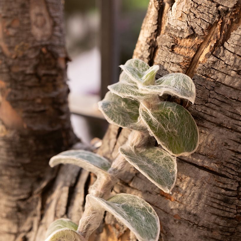 Dreimasterblumen - Tradescantia sillamontana (Plant habit)