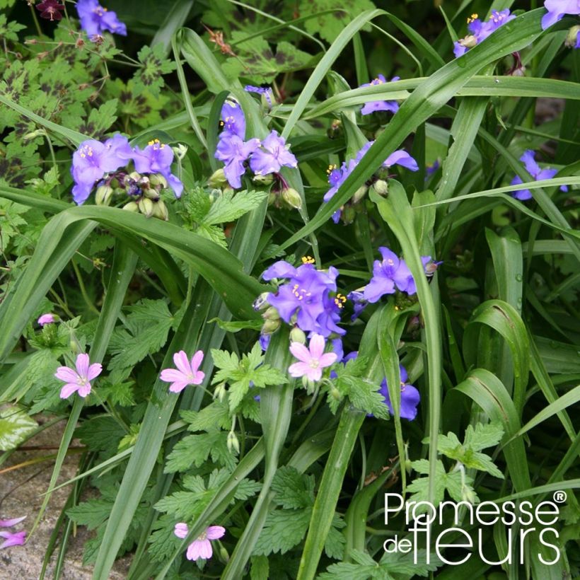 Tradescantia andersoniana Zwanenburg Blue - Dreimasterblume (Wuchs)