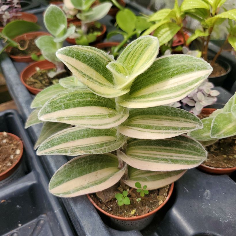 Dreimasterblumen - Tradescantia Brightness (Laub)