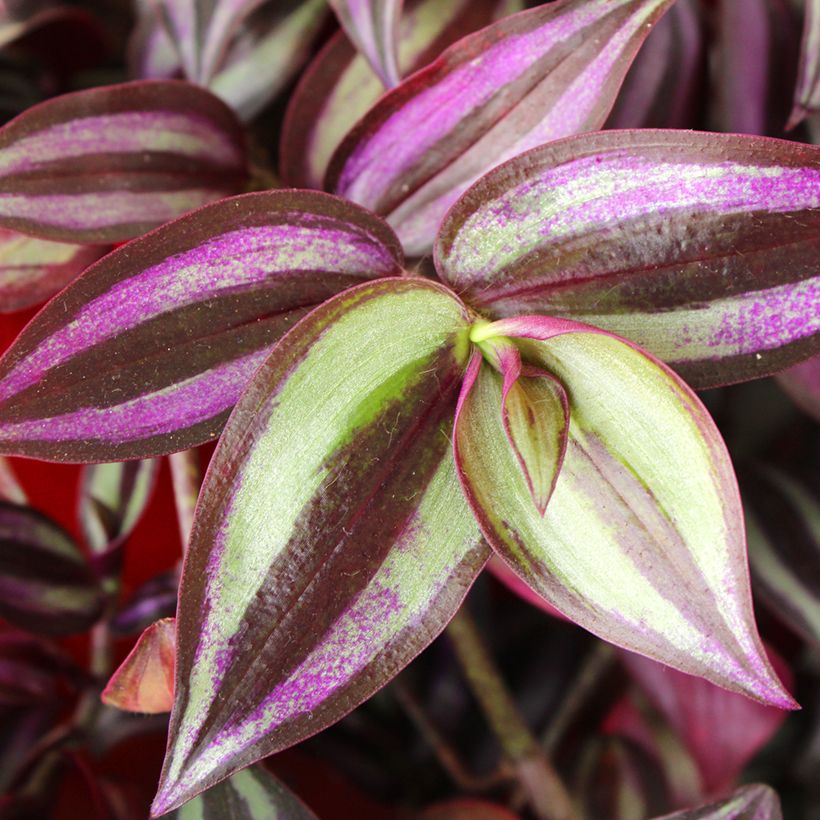 Zebrakraut - Tradescantia zebrina Pink Joy (Laub)
