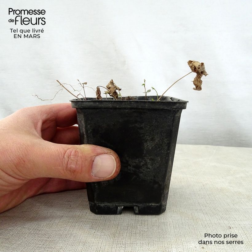 Example of Trautvetteria caroliniensis Kleine Töpfe von 8/9 cm as you get in printemps