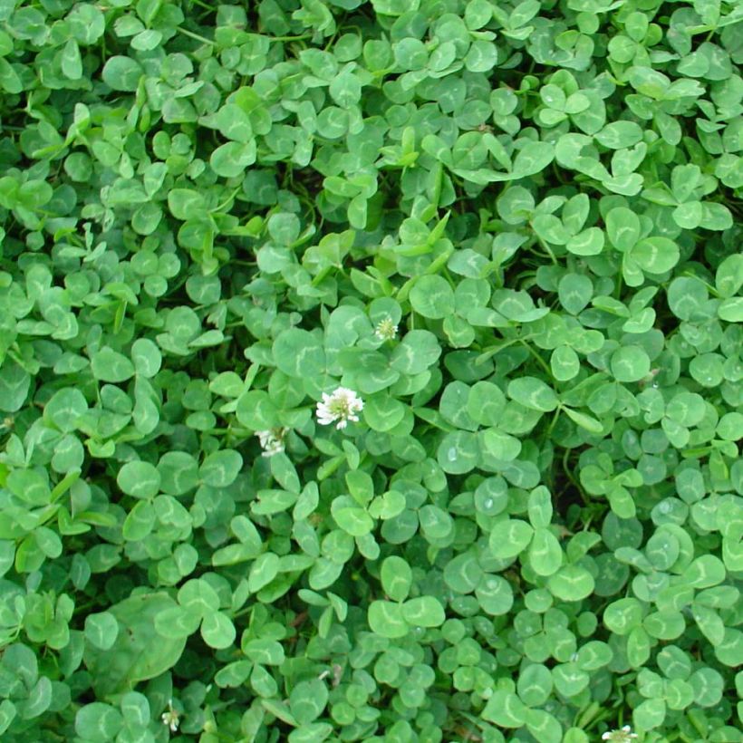Weiß-Klee nain - Trifolium repens (Laub)