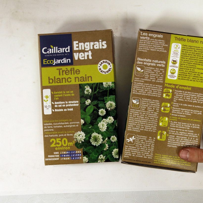 Beispiel eines Exemplars von Weiß-Klee nain - Trifolium repens Samen wie geliefert