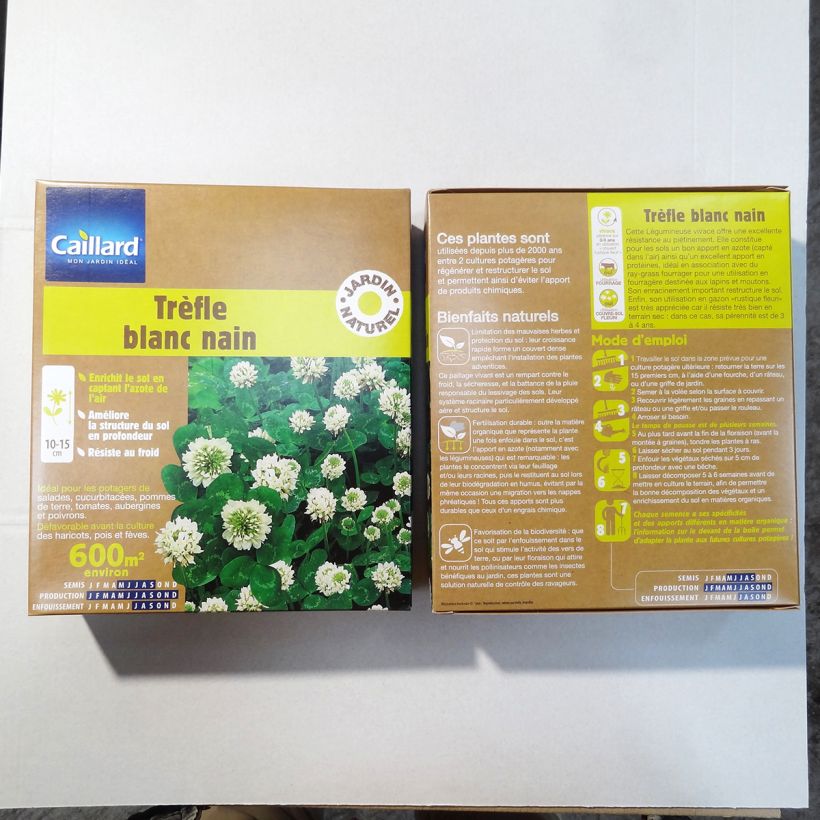 Beispiel eines Exemplars von Weiß-Klee nain - Trifolium repens Samen wie geliefert