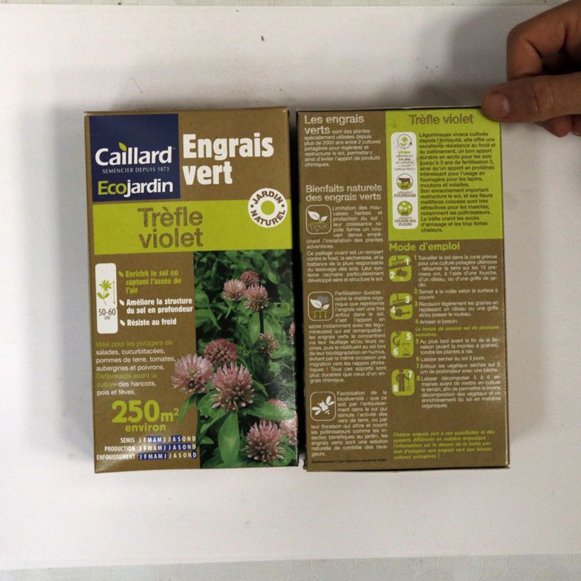 Beispiel eines Exemplars von Rotklee (Grüner Dünger) - Trifolium pratense Samen wie geliefert