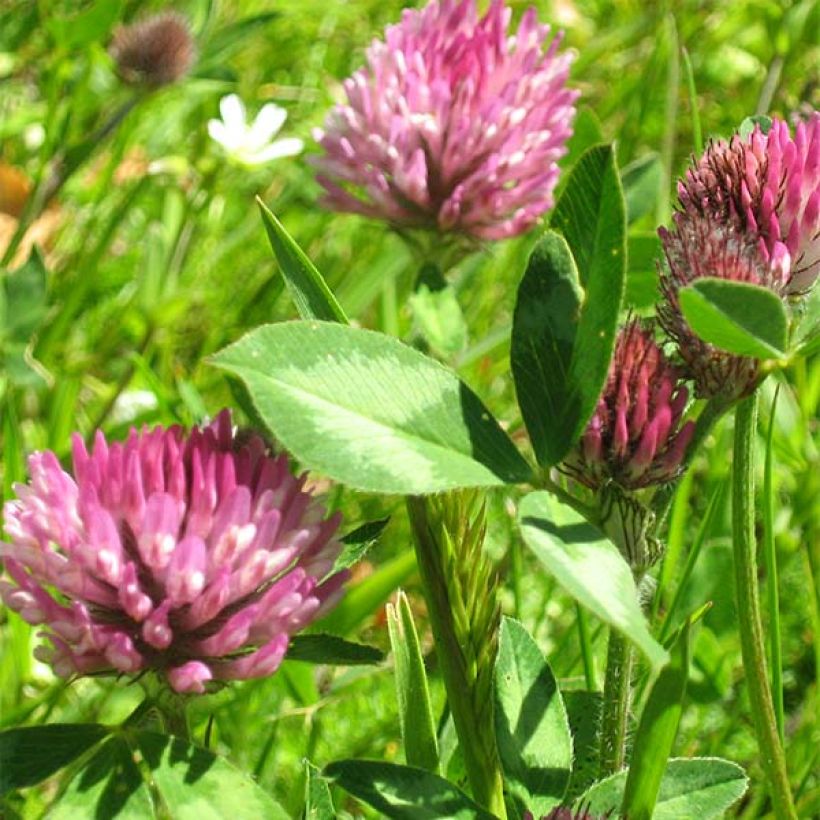 Rotklee (Grüner Dünger) - Trifolium pratense (Blüte)