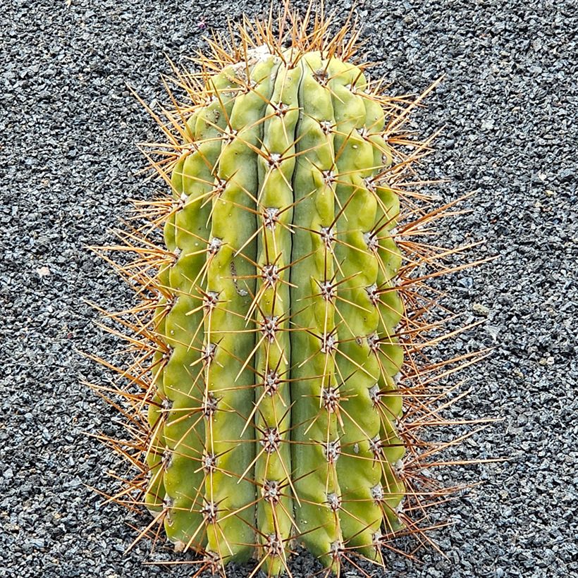 Trichocereus terscheckii - Kaktus (Wuchs)
