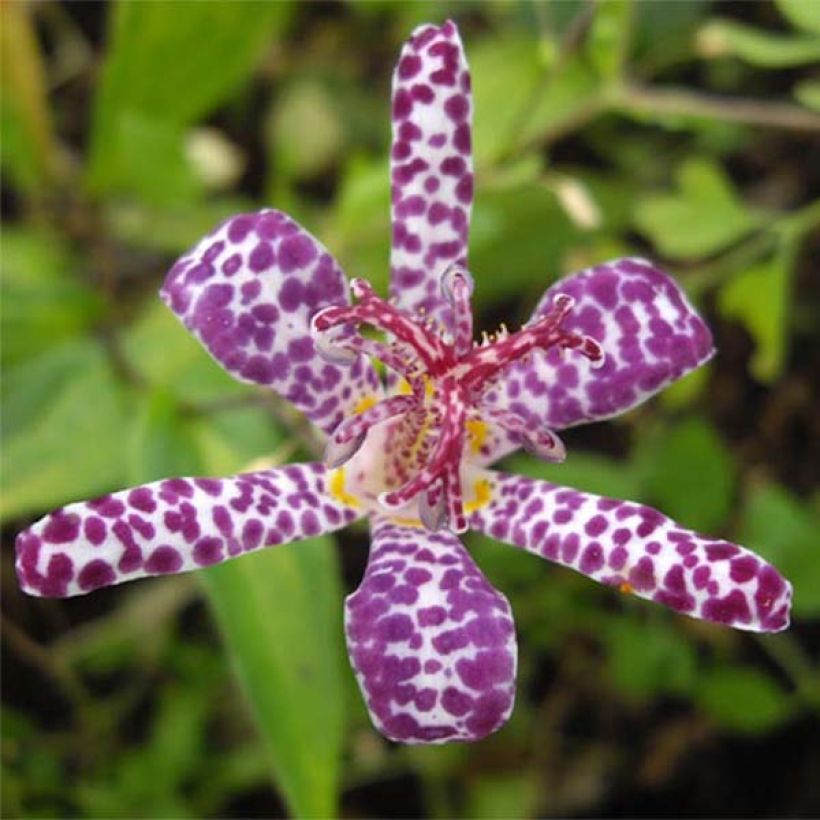 Tricyrtis hirta Imperial Banner - Krötenlilie (Blüte)