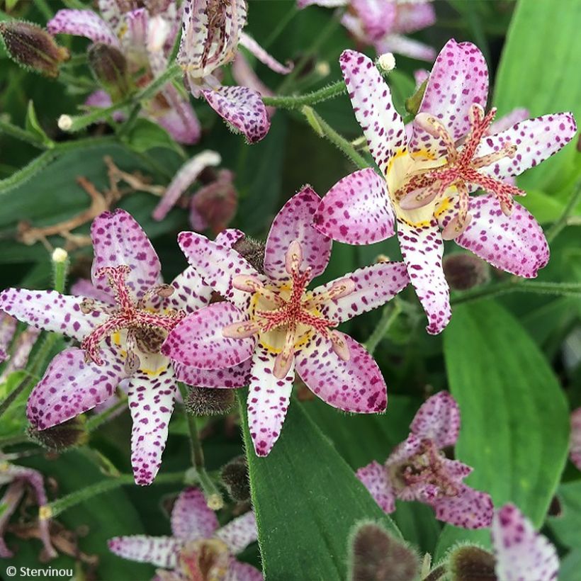 Tricyrtis formosana Pink Freckles - Krötenlilie (Flowering)