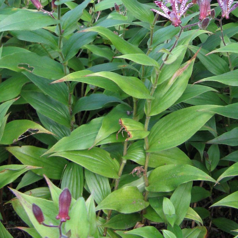 Tricyrtis hirta formosana Sinonome - Krötenlilie (Foliage)
